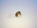 Подшипник резинового вала HP LJ 1010/1012/1015/3015, CANON LBP2900/3000 [RC1-2079] [14597]